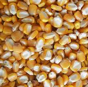 <p>whole maize</p>