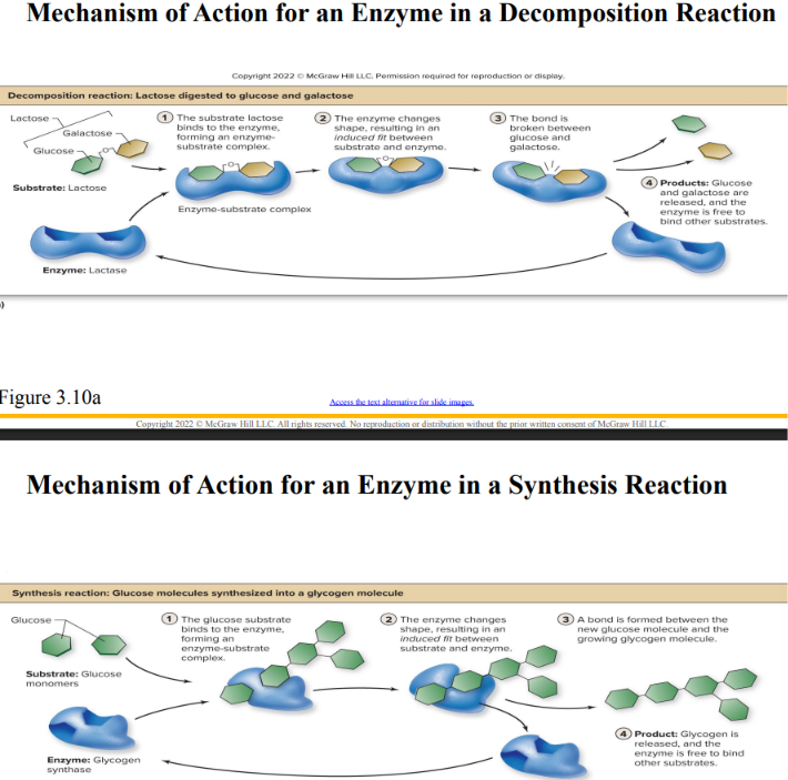 <p>Mechanism of Enzyme Action </p>