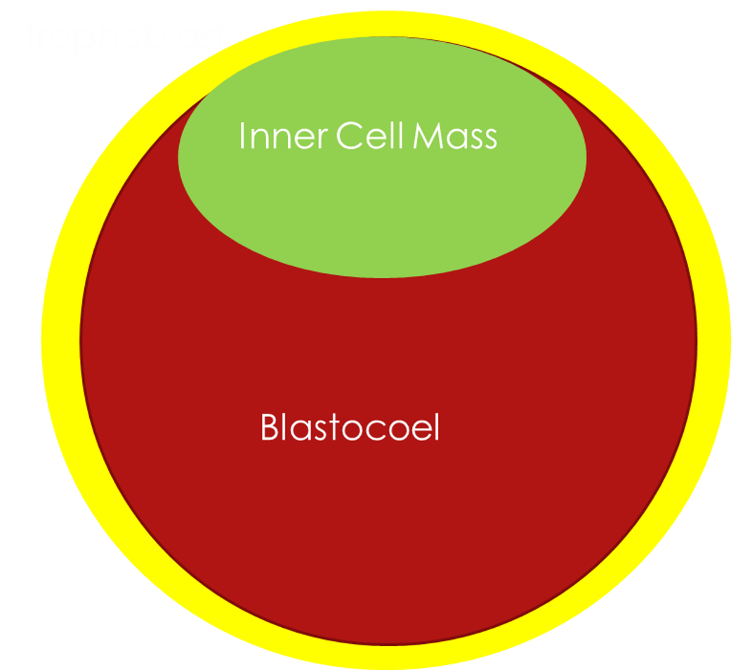 trophoblast