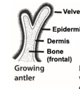 <p>Bone core surrounded by dermis, epidermis, and velvet</p>