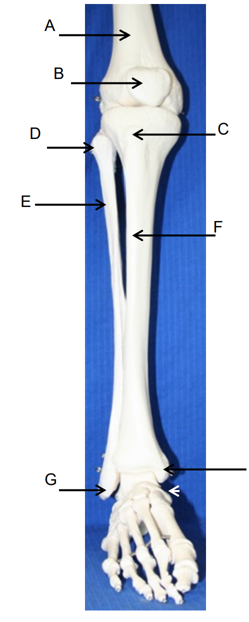 <p>What bone is at letter B?</p>