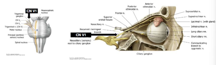 <p>Exits brain stem on lateral pons with all of CN V</p><p>Moves through cavernous sinus</p><p>Enters orbit through superior orbital fissure</p><p>Sensory</p><p>3 branches- nasociliary  (anterior &amp; posterior ethmoidal, infratrochear, long ciliary nn.), frontal (supraorbital, supratrochlear nn.), lacrimal</p>
