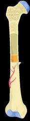 <p>Hollow space in long bones containing marrow.</p>
