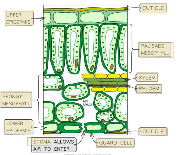 knowt flashcard image