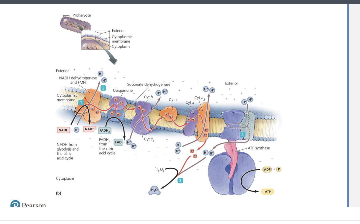 <p>Cellular Respiration</p><p>– Electron transport</p><p><span data-name="black_small_square" data-type="emoji">▪</span> Most significant production of ATP occurs from series</p><p>of redox reactions known as an electron transport chain</p><p>(ETC)</p><p><span data-name="black_small_square" data-type="emoji">▪</span> Series of carrier molecules that pass electrons from</p><p>one to another to final electron acceptor</p><p><span data-name="black_small_square" data-type="emoji">▪</span> Energy from electrons used to pump protons (H+)</p><p>across the membrane, establishing a proton gradient</p><p><span data-name="black_small_square" data-type="emoji">▪</span> Located in inner mitochondrial membrane of eukaryotes</p><p>and in cytoplasmic membrane of prokaryotes</p><p>Four categories of carrier molecules:</p><p>– Flavoproteins</p><p>– Ubiquinones</p><p>– Metal-containing proteins</p><p>– Cytochromes</p><p><span data-name="black_small_square" data-type="emoji">▪</span> Aerobic respiration: oxygen serves as final electron</p><p>acceptor.</p><p><span data-name="black_small_square" data-type="emoji">▪</span> Anaerobic respiration: molecule other than oxygen</p><p>serves as final electron acceptor.</p><ul><li><p>factors affecting ATP yield: remove oxygen, add cyanide, add uncoupling protein</p></li></ul><p></p>