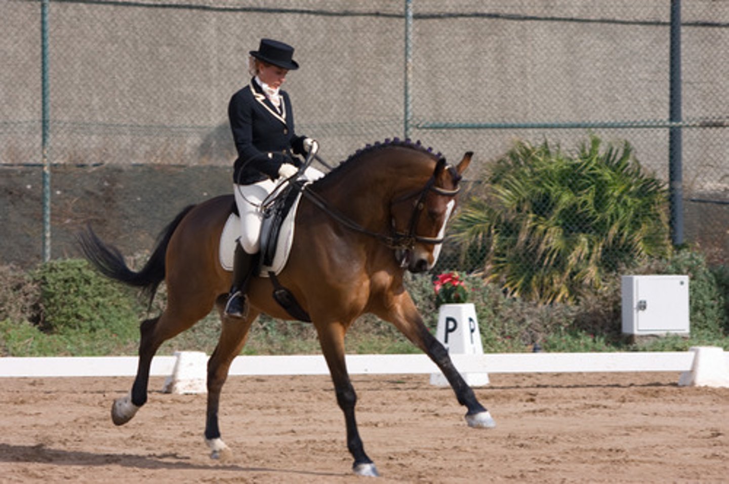 <p>horseback riding</p>
