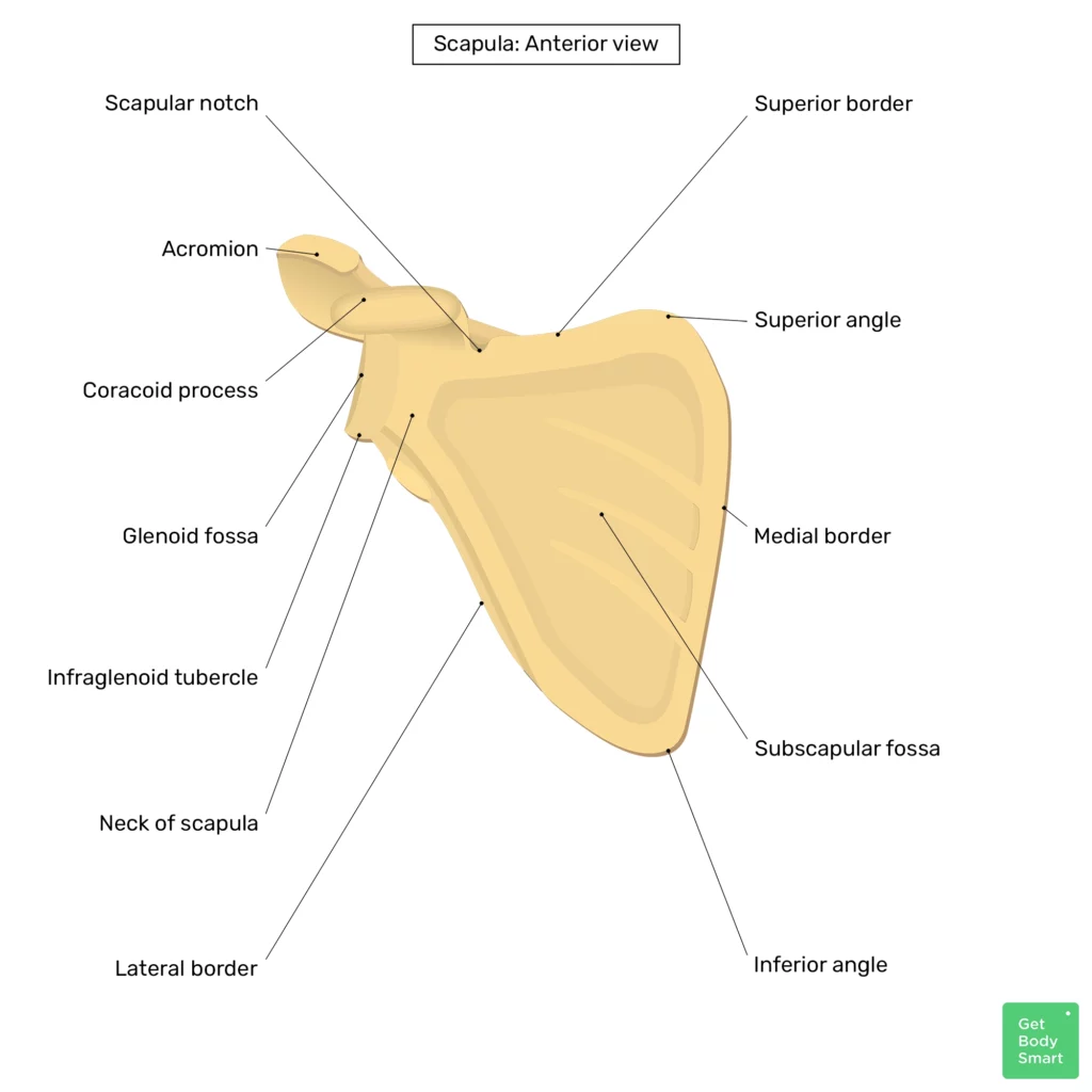 <p>is this right or left scapula?</p>
