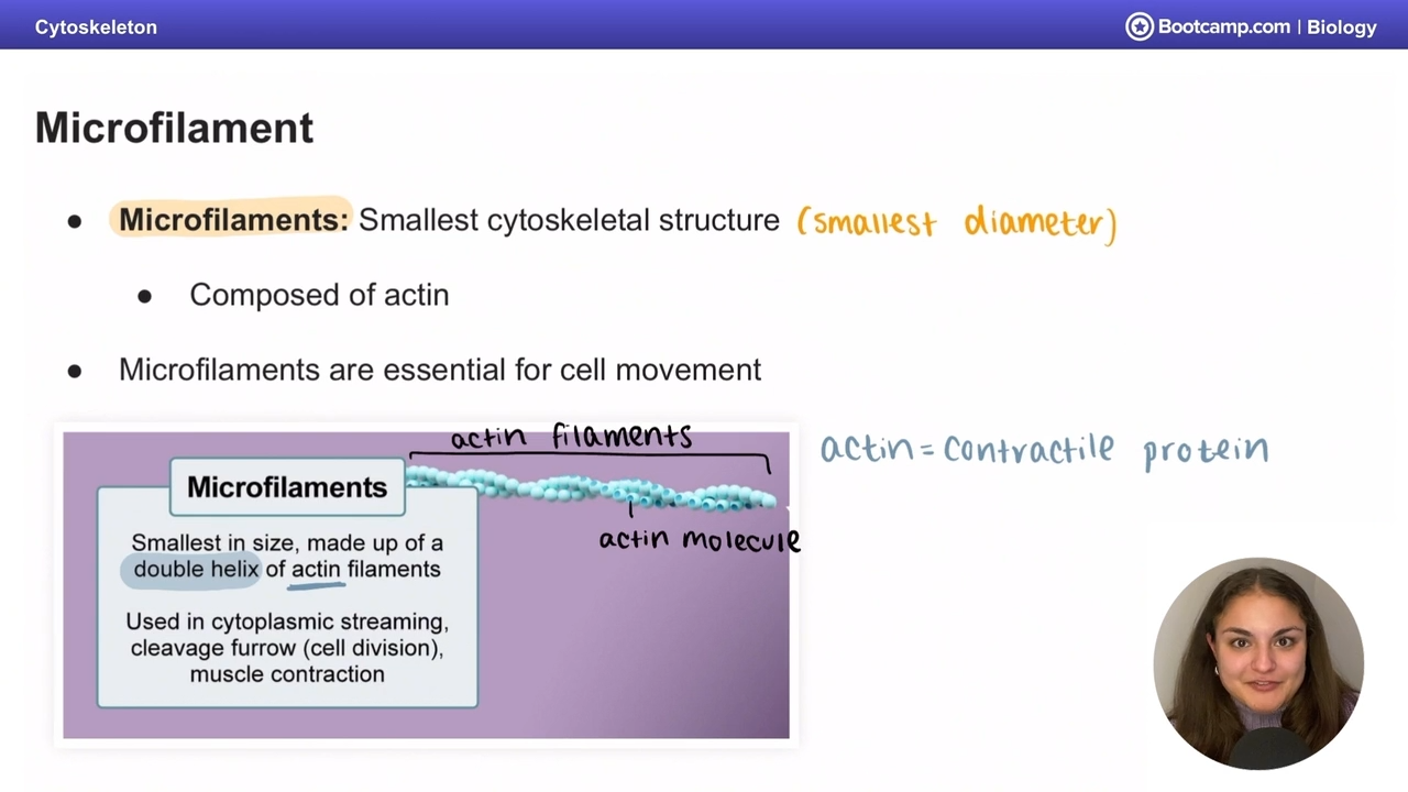 <p>Made of <strong>actin</strong> (a contractile protein)</p>