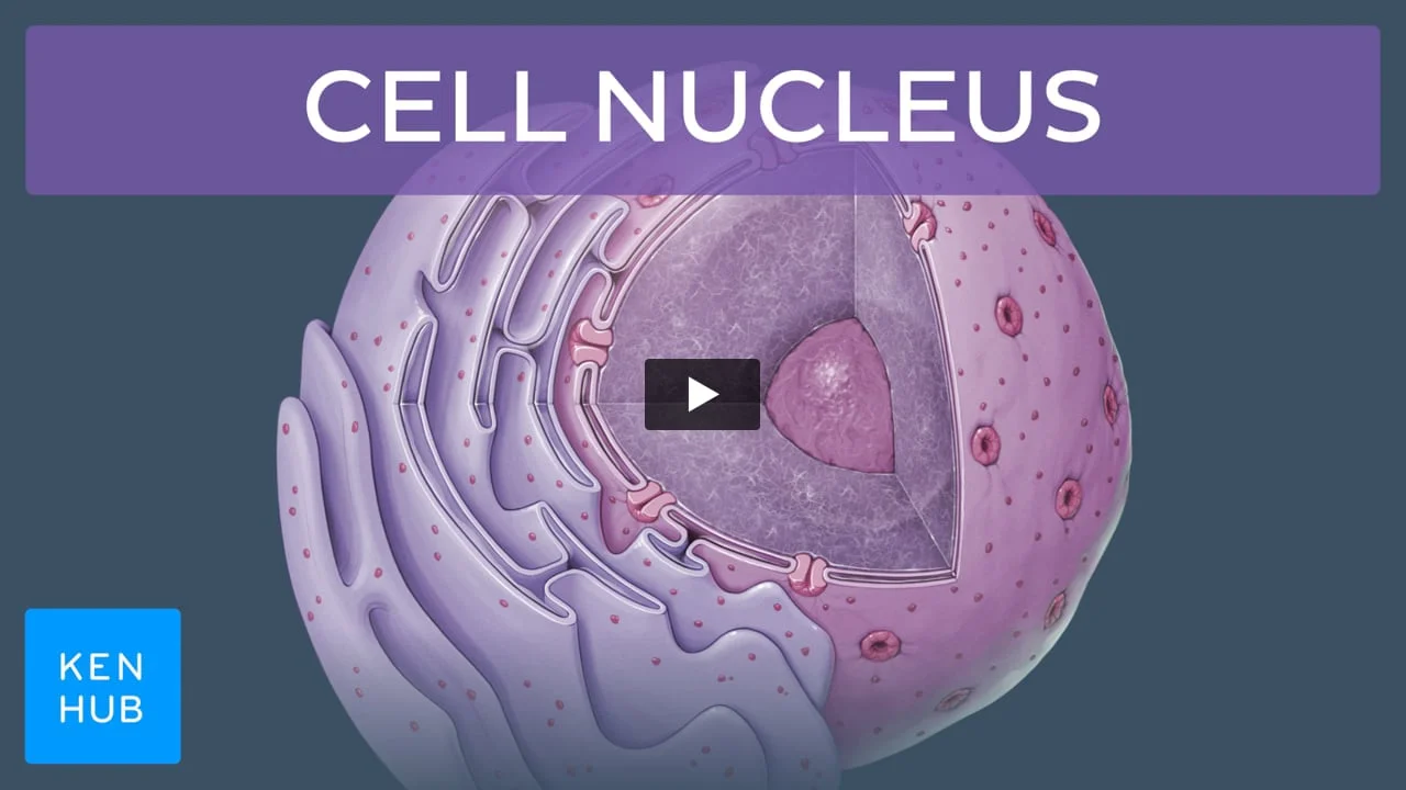 <p>What are the building blocks of nucleic acids?</p><p>What are the two major classes of nucleic acids in the body?</p>
