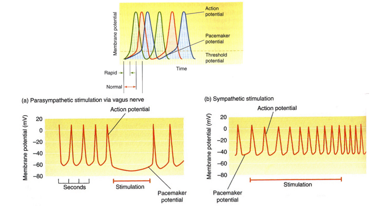 <p>by controlling the pacemaker potential in the SA node</p><p></p>
