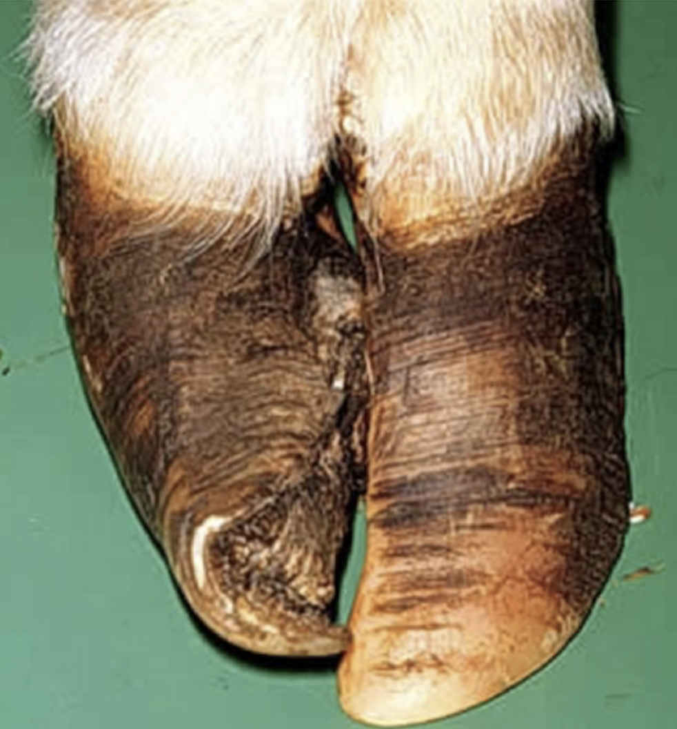 <p>Corkscrew claw</p><p>(laminitis and ddft rupture would be other differentials)</p>