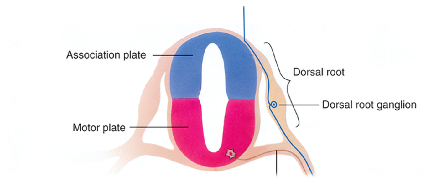 <p><em>(inner layer)</em></p><p>2 plates: </p><ul><li><p>association plate</p><ul><li><p>houses sensory cells (not al sensory cells are housed here, but theya re sensory in nature) </p></li><li><p>dorsal</p></li></ul></li><li><p>motor plate </p><ul><li><p>ventral</p></li></ul></li></ul><p></p>