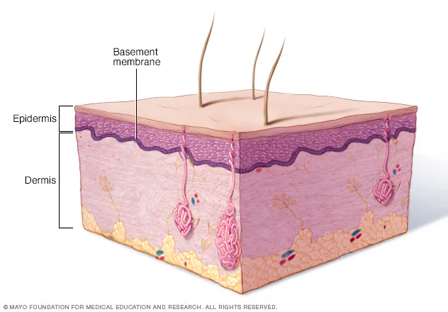 <p>A <strong>Basal feature </strong>Formed by the <strong>Basal lamina</strong> plus some <strong>underlying reticular fibers</strong>.</p>