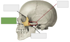 <p>Zygomatic bone: this is the</p>