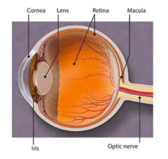 <p>CN III, IV, and VI - innervates EOMs</p><p>Cornea - CN V1, very painful</p><p>Sclera - white</p><p>Lens</p><p>Retina - posterior eye. axons of ganglion cells become the optic nerve.</p><p>Choroid - VERY VASCULAR. highest blood flow in the body to supply the retina</p>