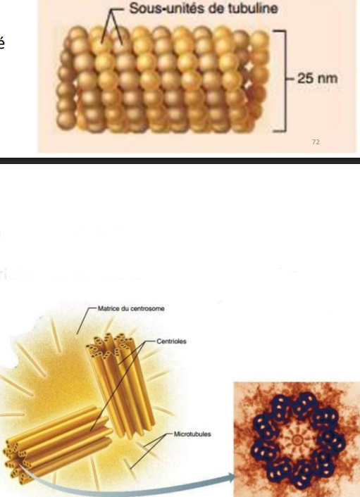 <p>Tubes cylindriques creux issus de l’assemblage de sous-unités sphériques de tubuline. </p><p>La plupart des microtubules sont disposées radialement à la cellule et lui donnent sa forme générale. Ils permettent aussi sa mobilité. </p><p>A l’origine des cils et flagelles qui rendent possible la mobilité de la cellule.</p><p>Ils sont ancrés au niveau d’une de leur extrémité au centrosome.</p><p>Composé d’une paire de centrioles eux-mêmes formés de microtubules.</p>