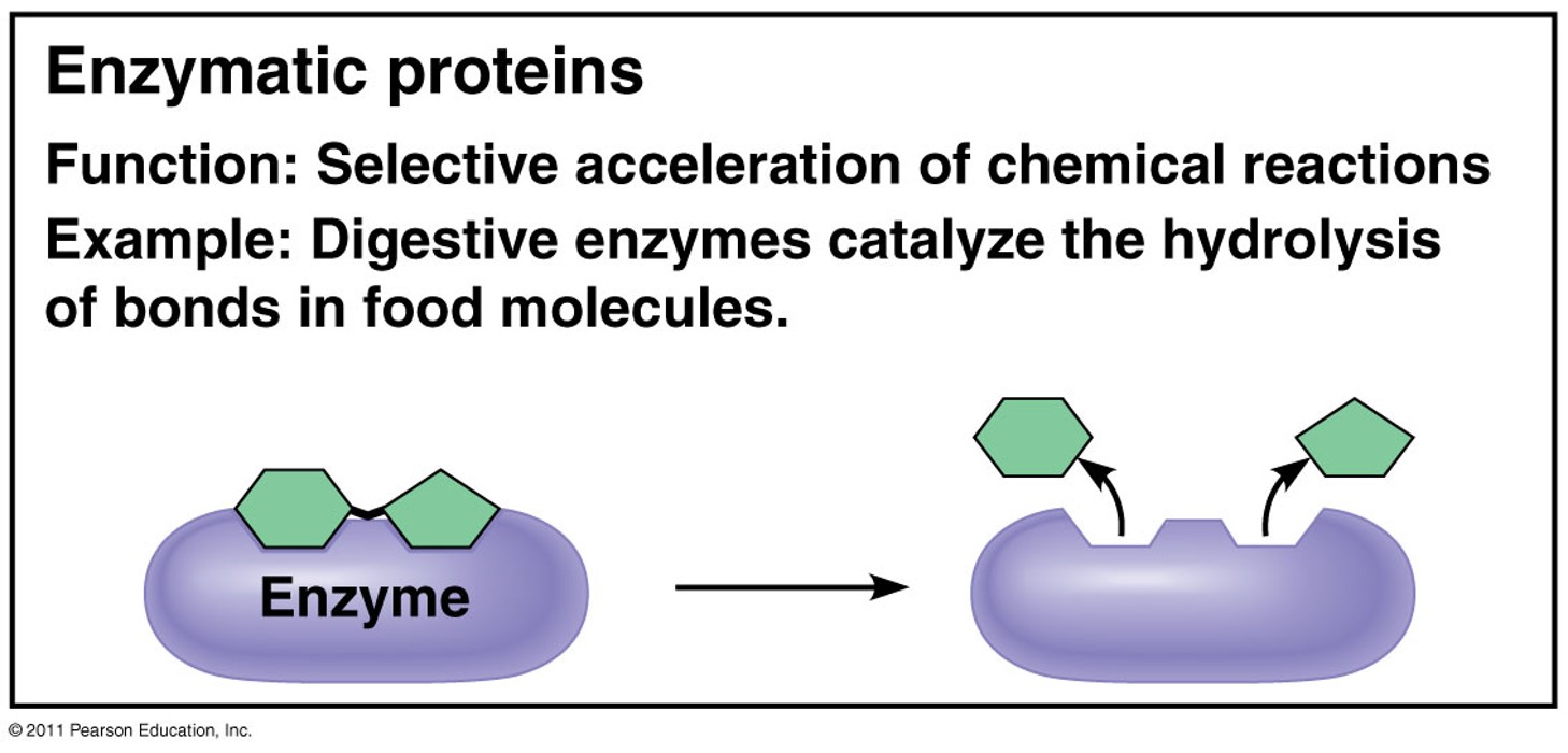 <p>function: selective acceleration of chemical reactions</p><p>example: digestive enzyme catalyze the hydrolysis of bonds in food molecules. </p>