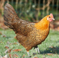 <p>welk type kip is dit</p>