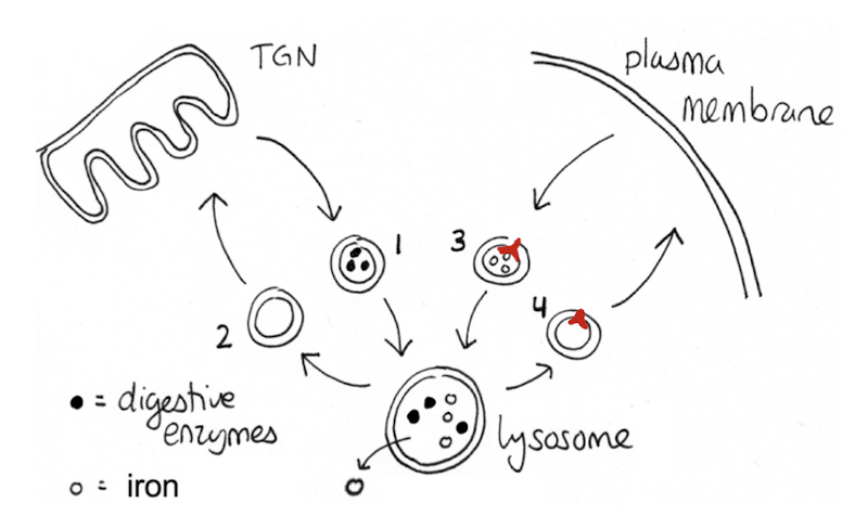 <p>Which of these vesicle contains Transferrin receptors?</p>