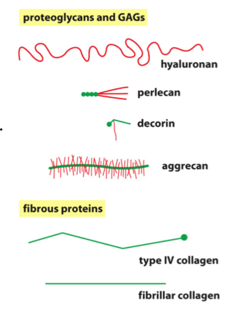<p>En <strong>GAG</strong> er polysakkaridkæden, mens et <strong>proteoglykan</strong> er et core-protein med én eller flere GAG-kæder bundet på.</p>