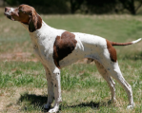 <p>welk type hond is dit</p>