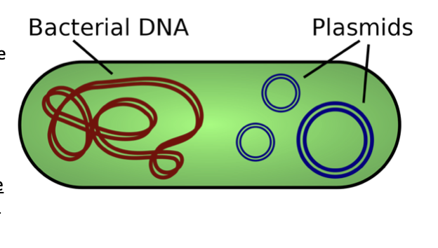 <p>plasmids </p>