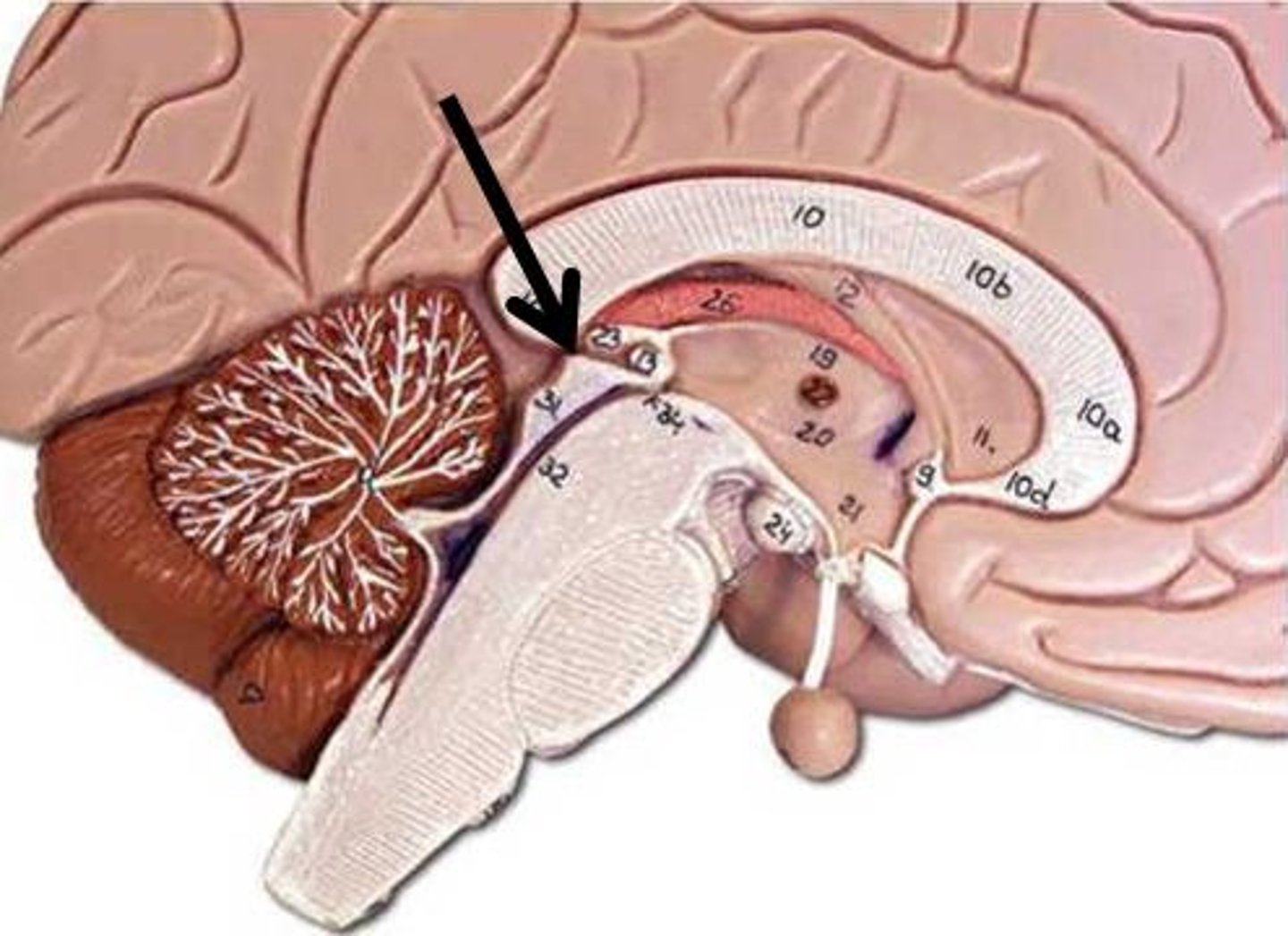 <p>Identify this structure indicated at the arrow (be specific).</p>