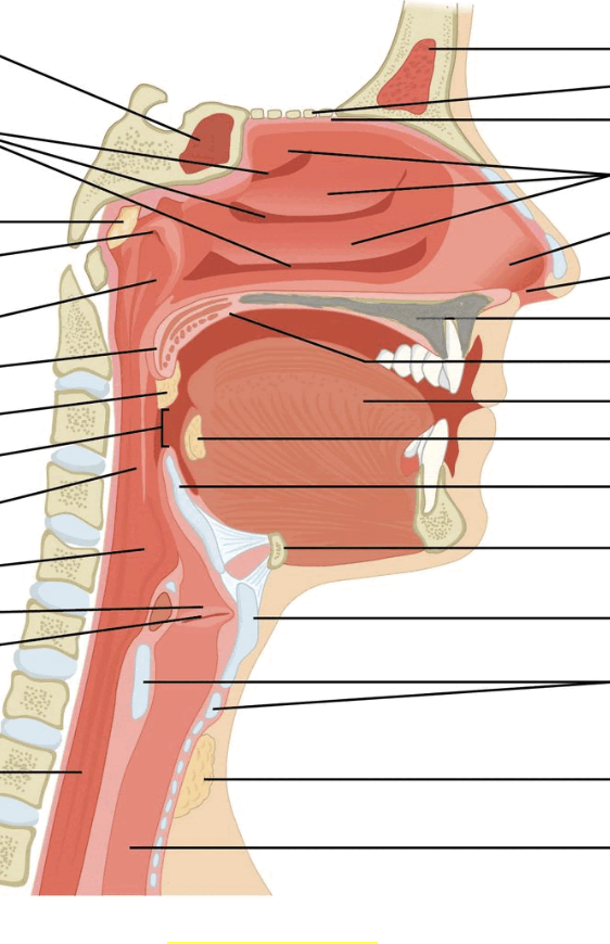 <p>What is made out of the maxilla and palatine bones? </p>