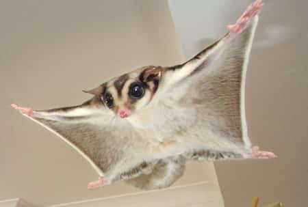 <p><em>Petaurus breviceps</em></p>