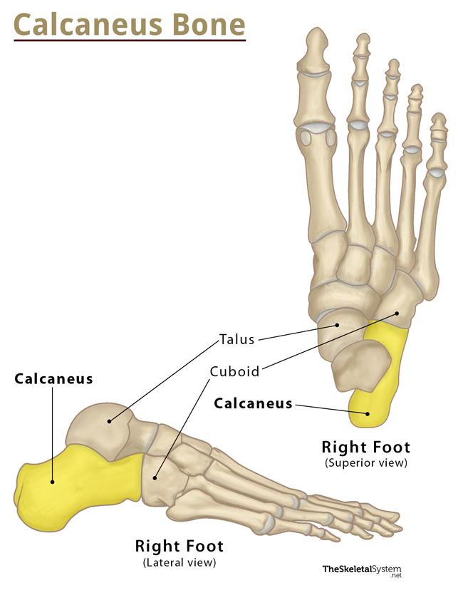 <p>The heel bone. ๐ VISUAL LOCATION: ๐ฆถ The very back of the foot at the bottom.</p><img src="https://upload.wikimedia.org/wikipedia/commons/thumb/a/a2/Calcaneus.png/500px-Calcaneus.png" data-width="50%" data-align="center" alt="Calcaneus Location" style="display: block; width: 50%; margin-left: auto; margin-right: auto;"><p></p>