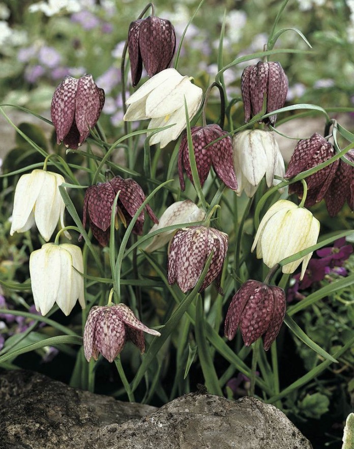 <p>Fritillaria meleagris hardiness</p>