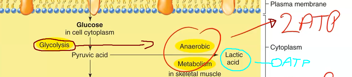 <p>ZERO…</p><ul><li><p>you get 2 ATP from glycolysis but nothing from lactic acid</p></li></ul><p></p>
