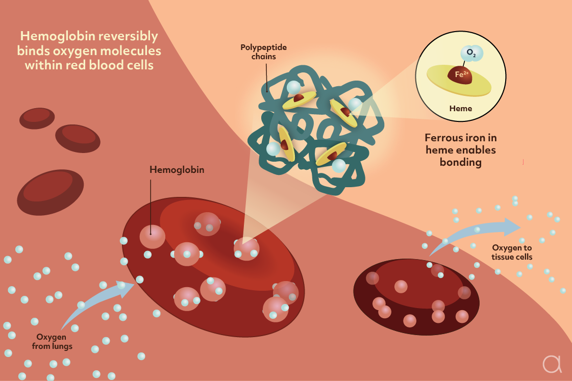 <p>What is the role of hemoglobin in red blood cells? (2)</p>