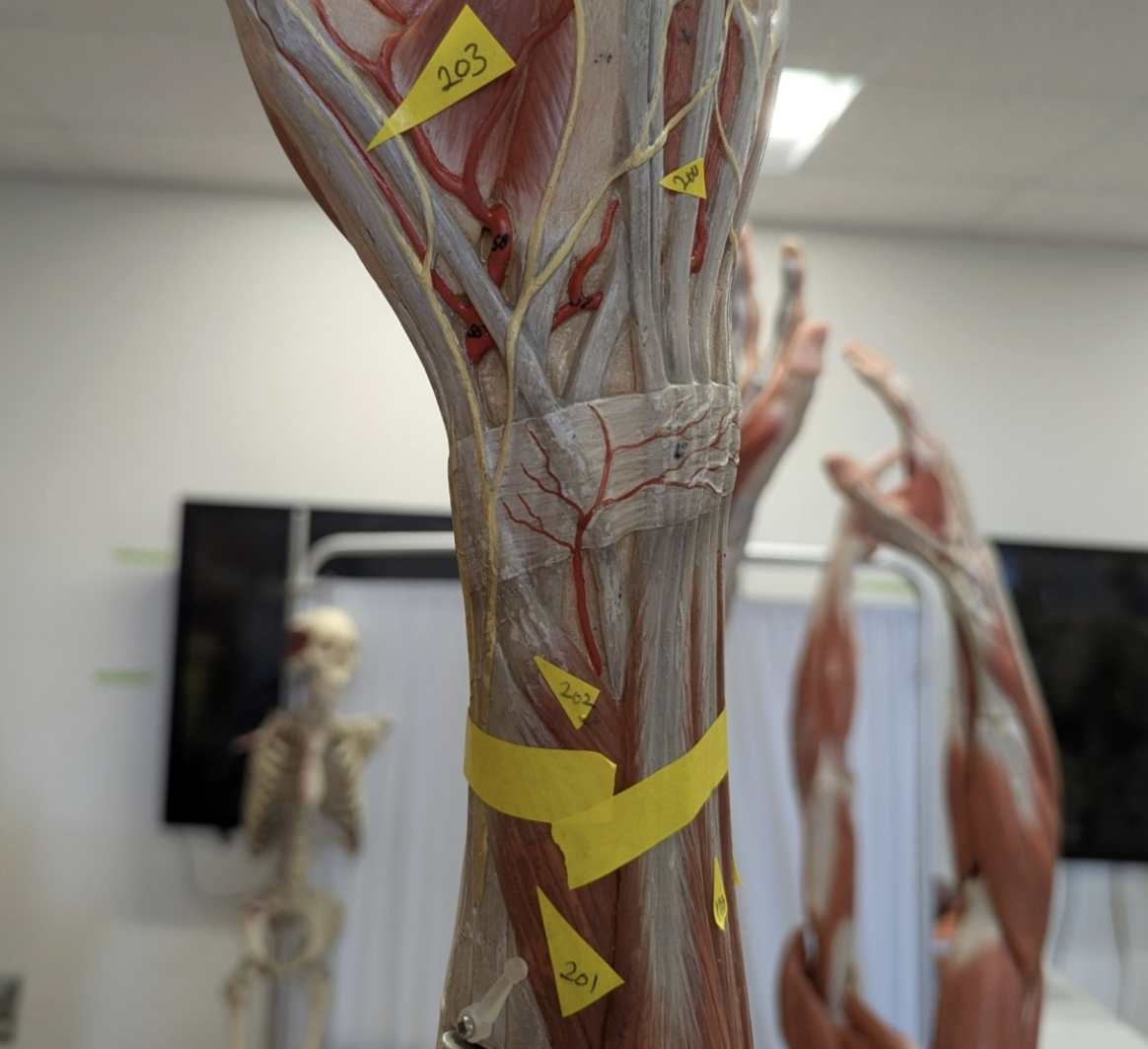 <p>id all muscles </p>