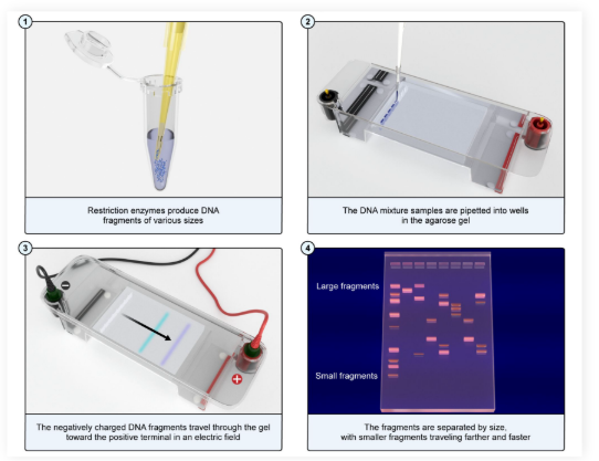 <p>● A technique to separate DNA fragments or proteins by size and relative charge</p><p>● Samples are placed into wells within an agarose gel</p><p>● The gel is situated within an electric field</p><p></p><p><strong>Top</strong>: negative cathode</p><p><strong>Bottom</strong>: positive anode</p><p></p><p><strong>Smaller </strong>and <strong>more negatively charged </strong>fragments travel further <strong>from </strong>the <strong>top </strong>of the gel</p><p>Uses: Genotyping, fingerprinting, diagnostic testing</p>