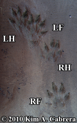 <p>Mustelid Track Pattern </p>