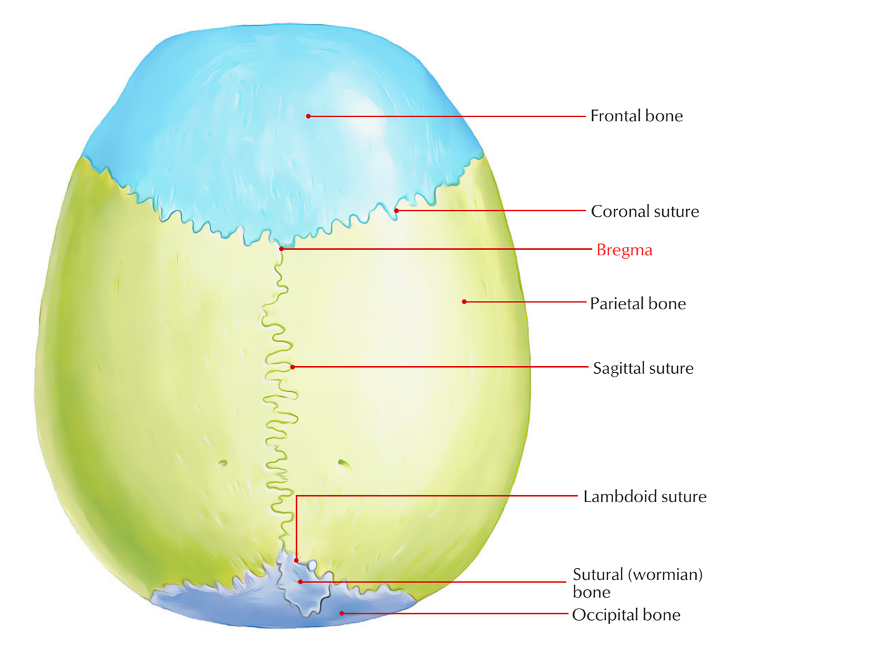 <p>Cranial sutures </p><ul><li><p>sagittal</p></li><li><p>bregma</p></li><li><p>lambda</p></li></ul><p></p>