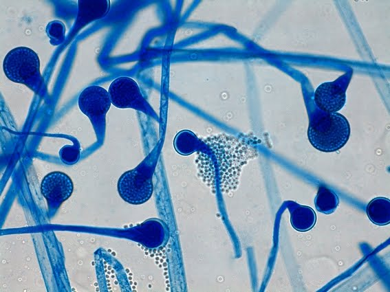 <p>Absidia (picture is absidia)</p>