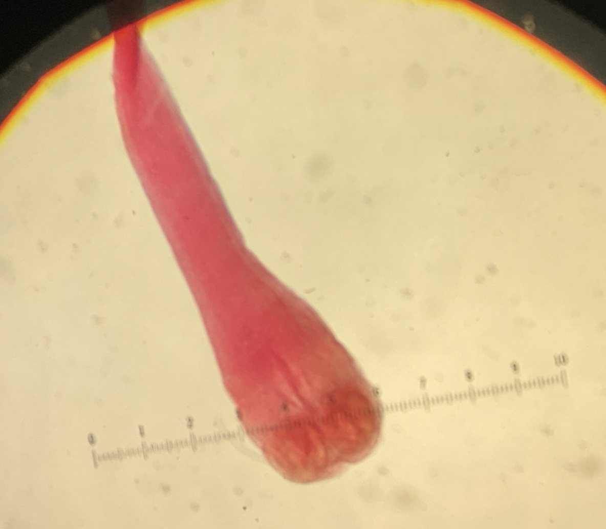 <p>Kingdom?</p><p class="p1">Phylum?</p><p class="p1">Class?</p><p class="p1">Subclass?</p><p class="p1">Order?</p><p class="p1">Family?</p><p class="p1">Species?</p><p class="p1">ID?</p>