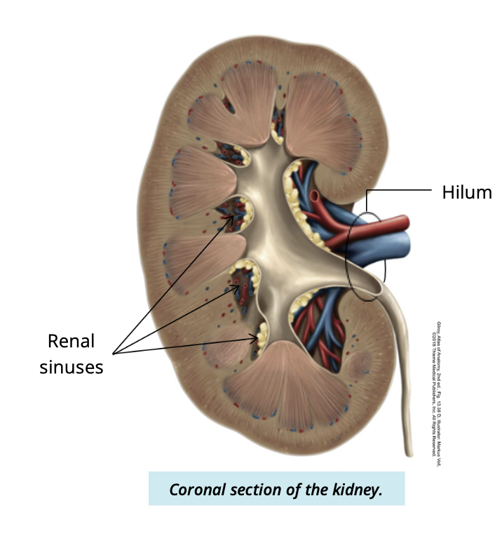 <p>the medial concave surface where vessels, nerves, and ureter enter/exit </p>