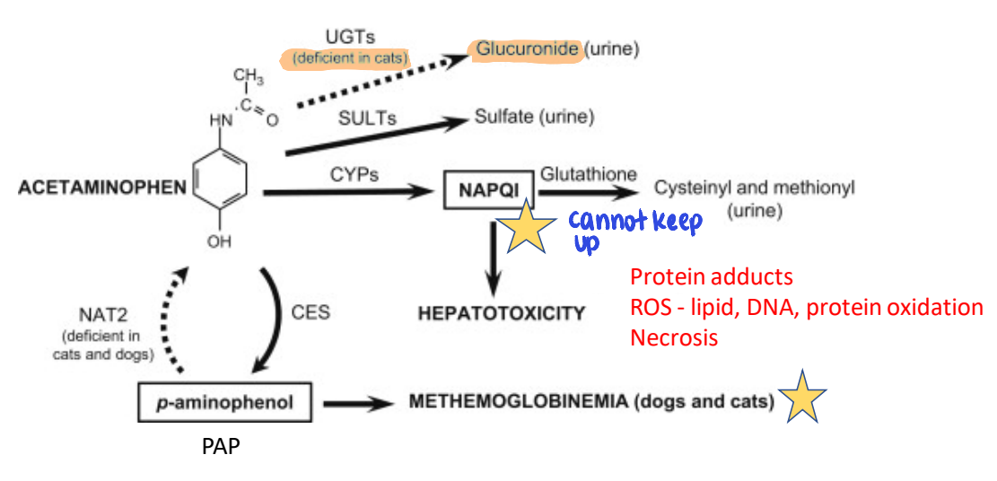 <ul><li><p><strong>metabolized to NAPQI → hepatotoxicity</strong></p><ul><li><p>forms protein adducts</p></li><li><p>ROS — lipid, DNA, protein oxidation</p></li><li><p>necrosis</p></li></ul></li><li><p>oxidizes hemoglobin in dogs &amp; cats</p><ul><li><p><strong>p-aminophenol (PAP) metabolite → methemoglobinemia</strong></p><ul><li><p>chocolate-colored blood, heinz body anemia</p></li></ul></li></ul></li></ul><p></p>