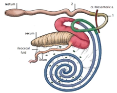 <p>1. proximal loop (pink)</p><p>2. spiral loop (blue)</p><p>3. distal loop (green)</p>
