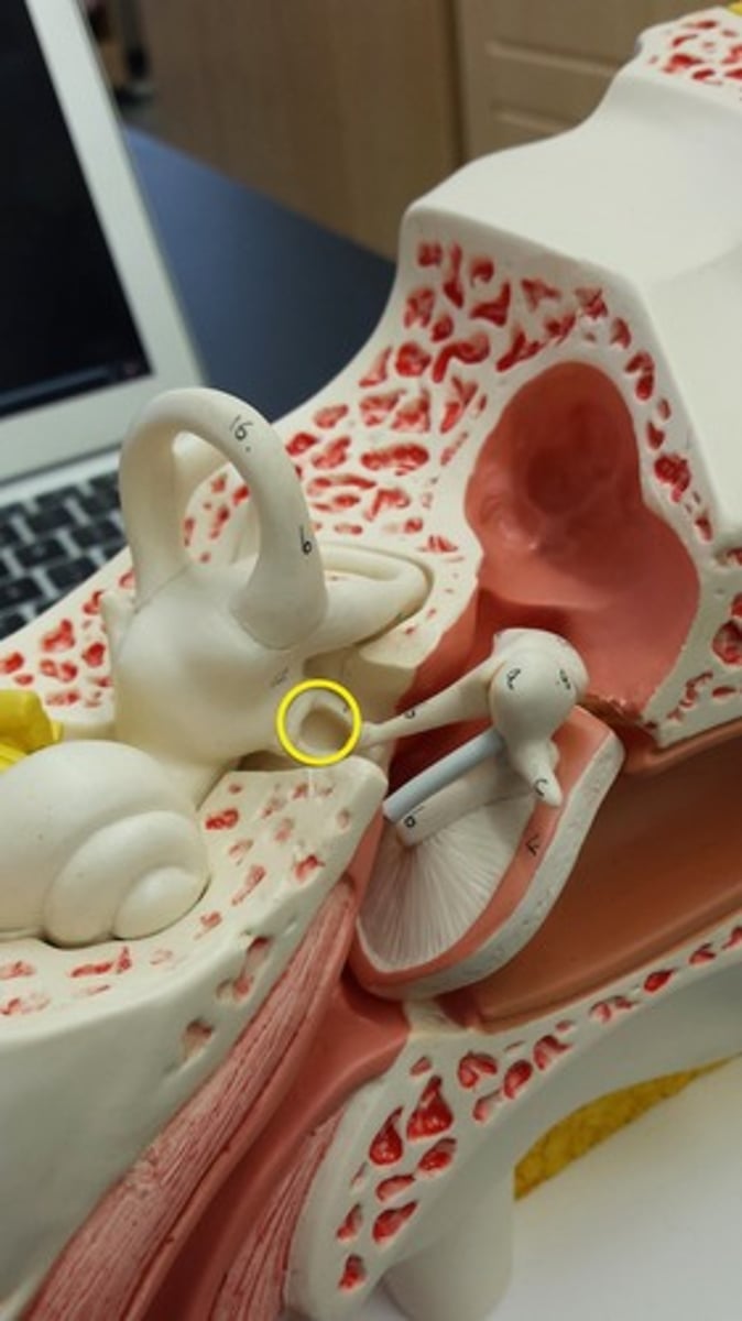 <p>What part of the ear is this? Hint: MISO - (Cover The Oval Window & Also Part Of The Auditory Ossicles)</p>