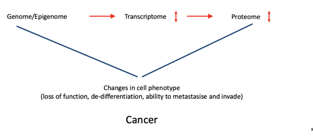 <p>changes in cell phenotype</p><ul><li><p>loss of function, de-differentiation, ability to metastasise and invade </p></li></ul><p></p>