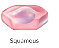 <p>squamous cell shape</p>