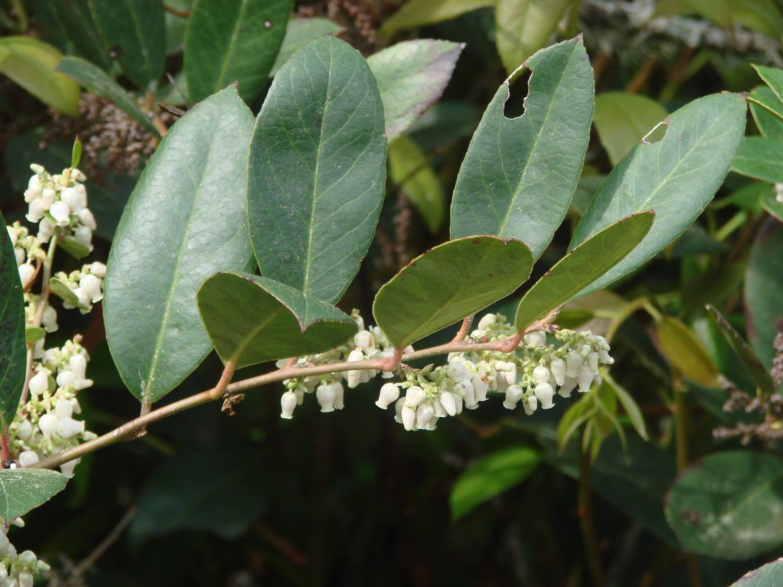 <p>•</p><p>Ericaceae</p><p>•</p><p>Restricted to moist areas</p><p>•</p><p>Key Characters:</p><p>•</p><p>Evergreen</p><p>•</p><p>Slight leaf serrations on distal ends of leaves</p><p>•</p><p>Small</p><p>•</p><p>Campanulate flowers</p><p>Poison</p>