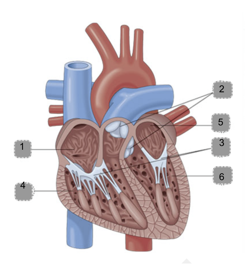 <p>Label the following:</p>