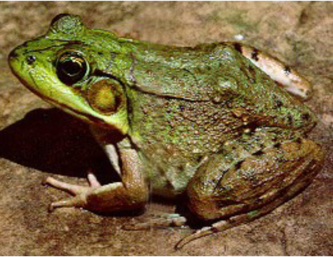 term image