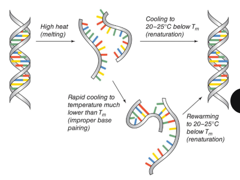 <ul><li><p> Reformation of dsDNA so it regains its native conformation</p></li><li><p>requires proper base pairing</p></li><li><p>involves nucleation and zippering</p></li><li><p>heat it to break and cool it slowly to nucleate properly, if not you have to re heat it and re cool it so it goes back</p></li></ul><p></p>