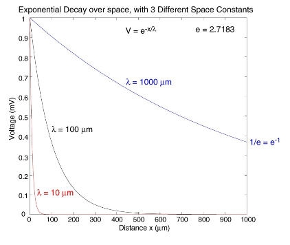 <p><span style="font-family: Arial;">-where V0 is voltage at the start position (x=0).</span></p><p><span style="font-family: Arial;">-Over every distance equal to one space constant </span><span style="font-family: Symbol;">l</span><span style="font-family: Arial;">, voltage falls to 1/e&nbsp; (~0.37) of value&nbsp;at start position x of that distance, <em>whatever starting position you choose</em>.</span></p><p><span style="font-family: Arial;">-Over distance of<em>&nbsp;</em>2</span><span style="font-family: Symbol;"> l</span><span style="font-family: Arial;">, voltage falls to 1/e2&nbsp; (~0.14)&nbsp;of value at chosen start position, and so on.</span></p>